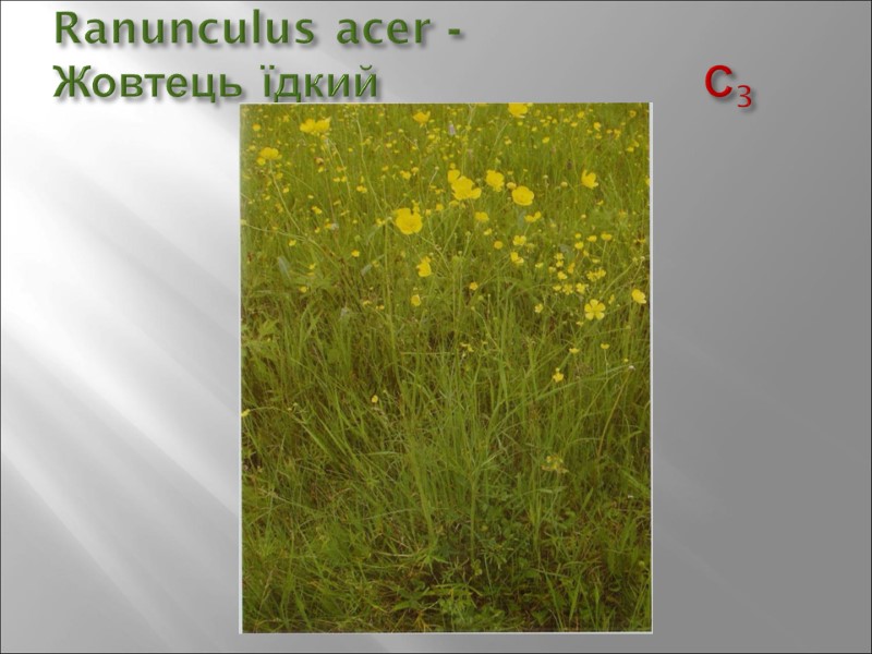 Ranunculus acer -  Жовтець їдкий        